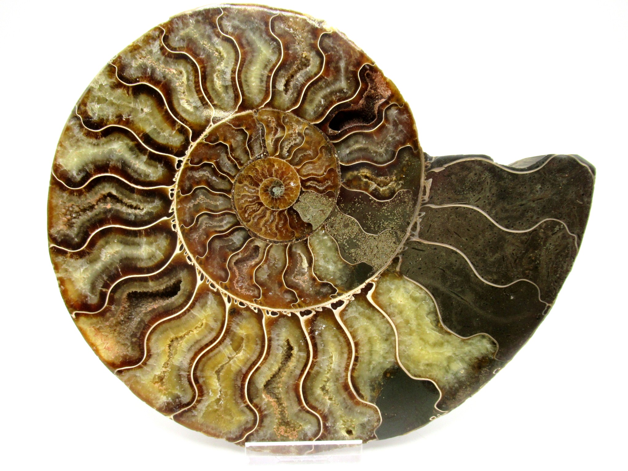 madagascar cretaceous ammonite pair 42a | Fossils for Sale