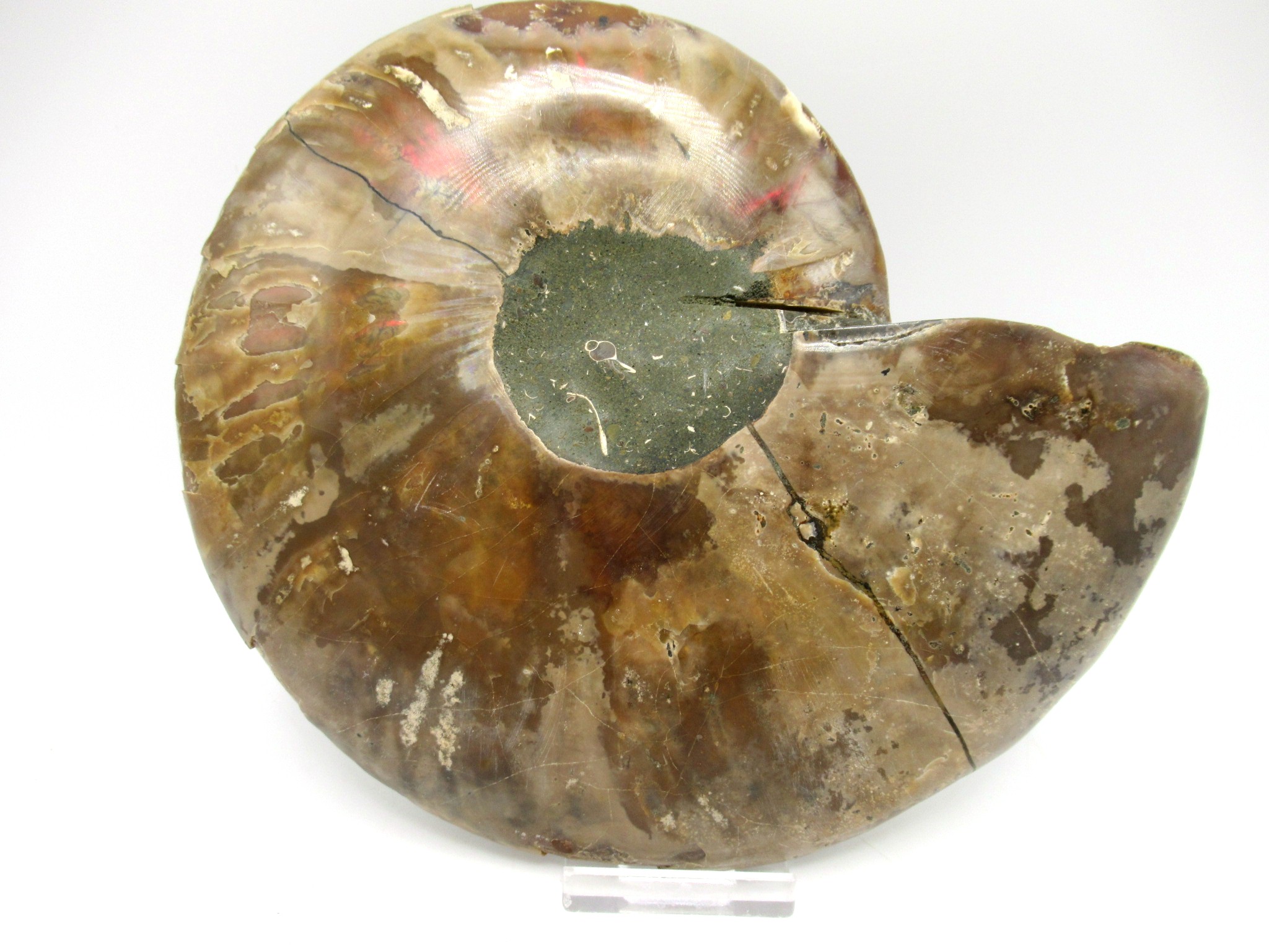 madagascar cretaceous ammonite pair 42c | Fossils for Sale