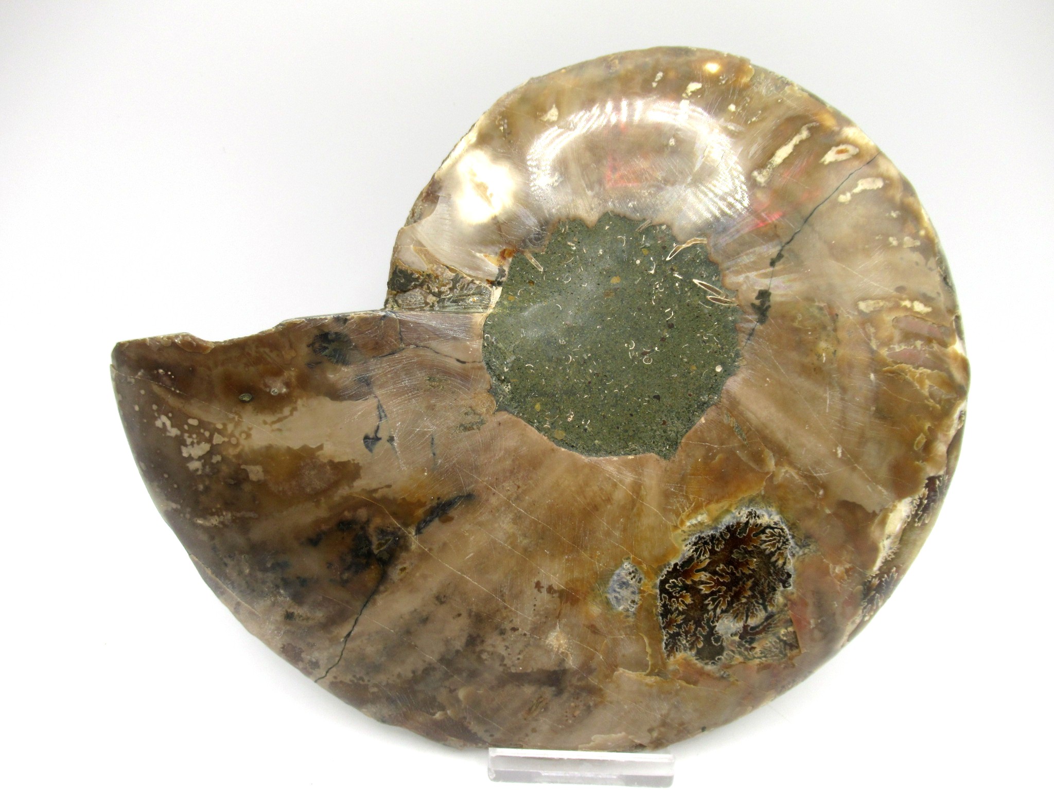 madagascar cretaceous ammonite pair 42d | Fossils for Sale