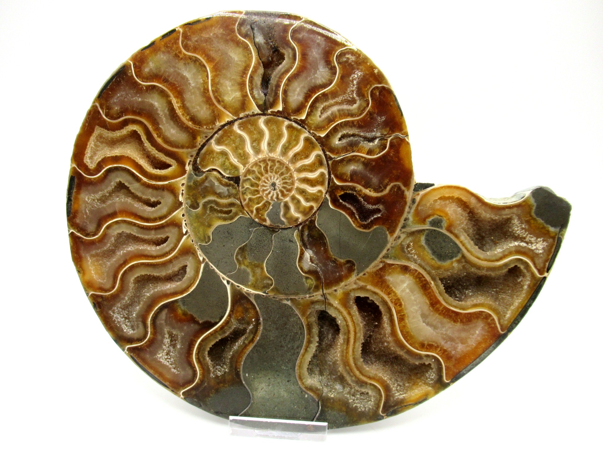 madagascar cretaceous ammonite pair 43a | Fossils for Sale