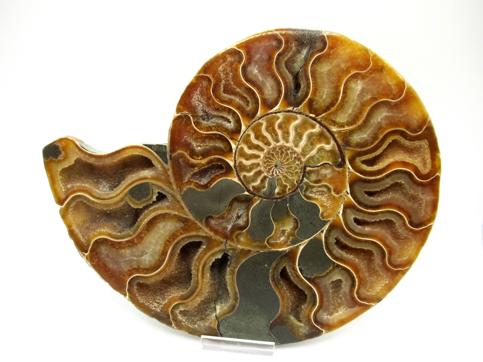 madagascar cretaceous ammonite pair 43b | Fossils for Sale