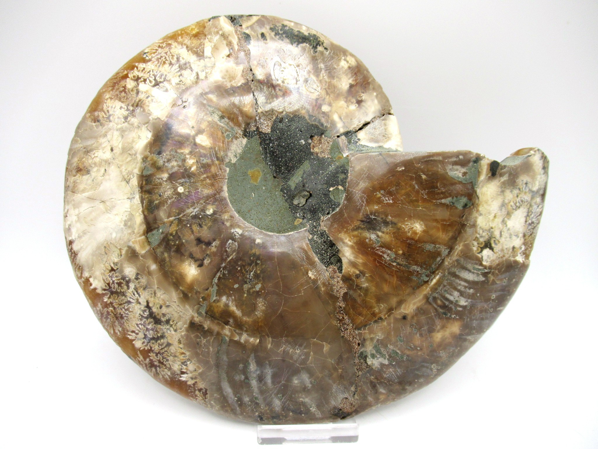madagascar cretaceous ammonite pair 43c | Fossils for Sale