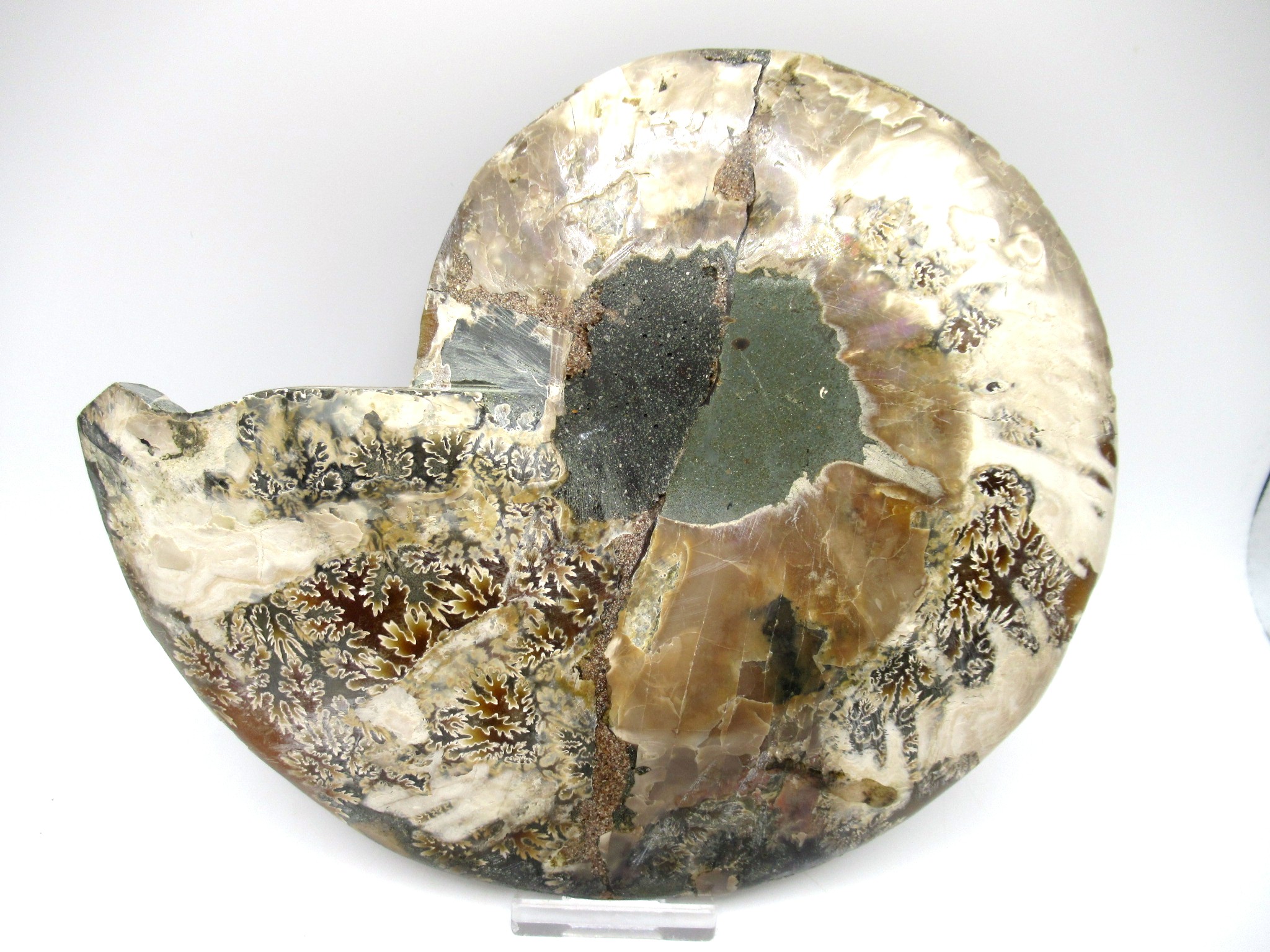 madagascar cretaceous ammonite pair 43d | Fossils for Sale