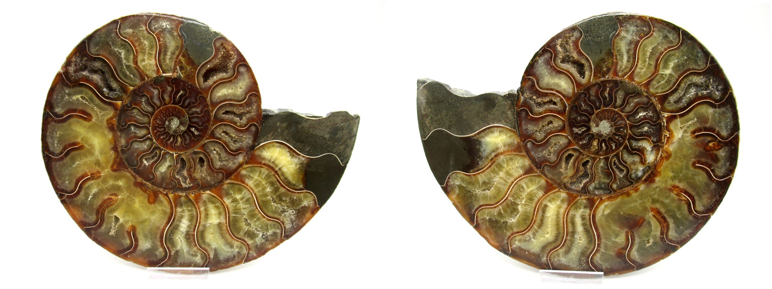 madagascar cretaceous ammonite pair 45 | Fossils for Sale