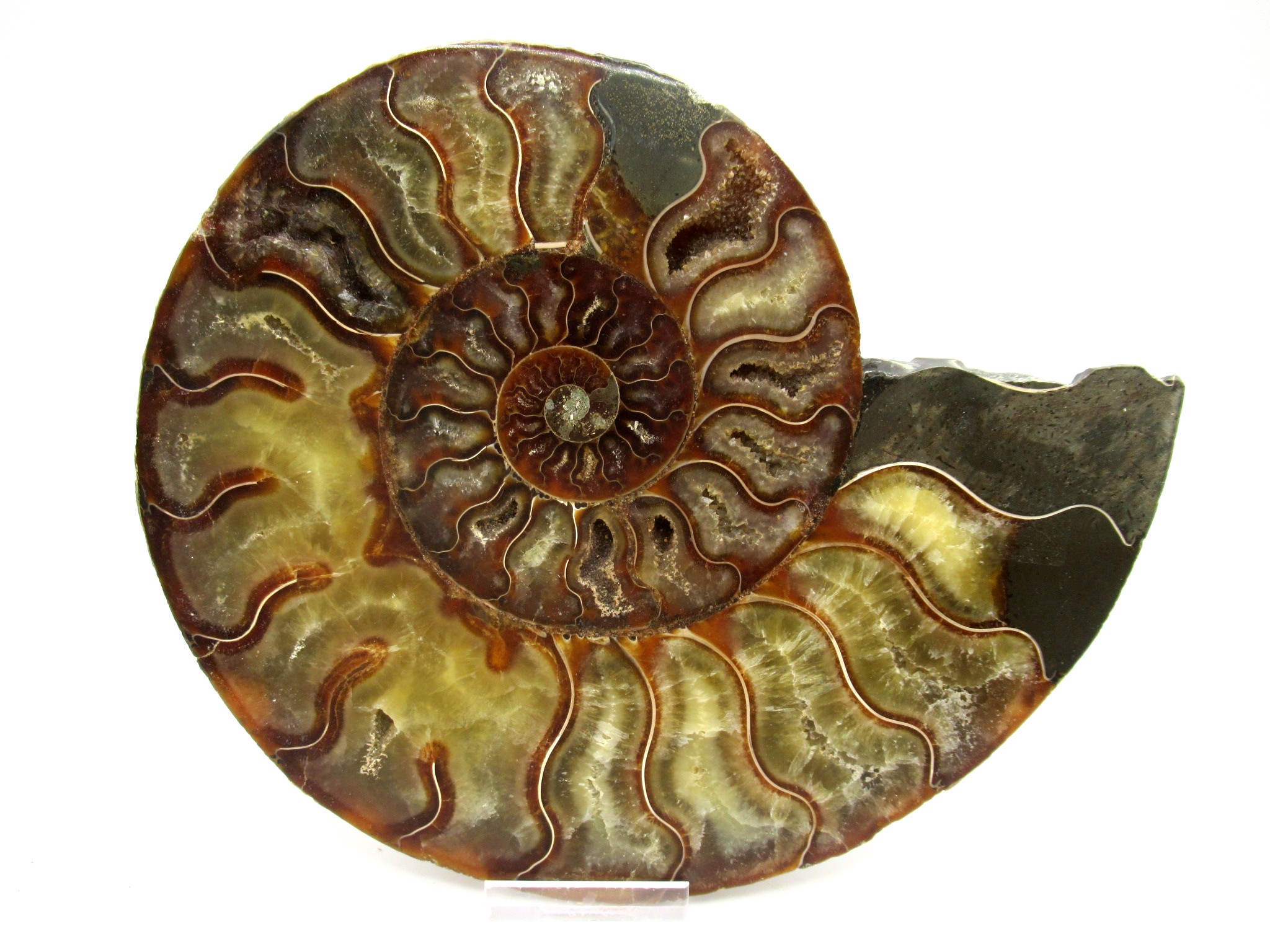 madagascar cretaceous ammonite pair 45a | Fossils for Sale