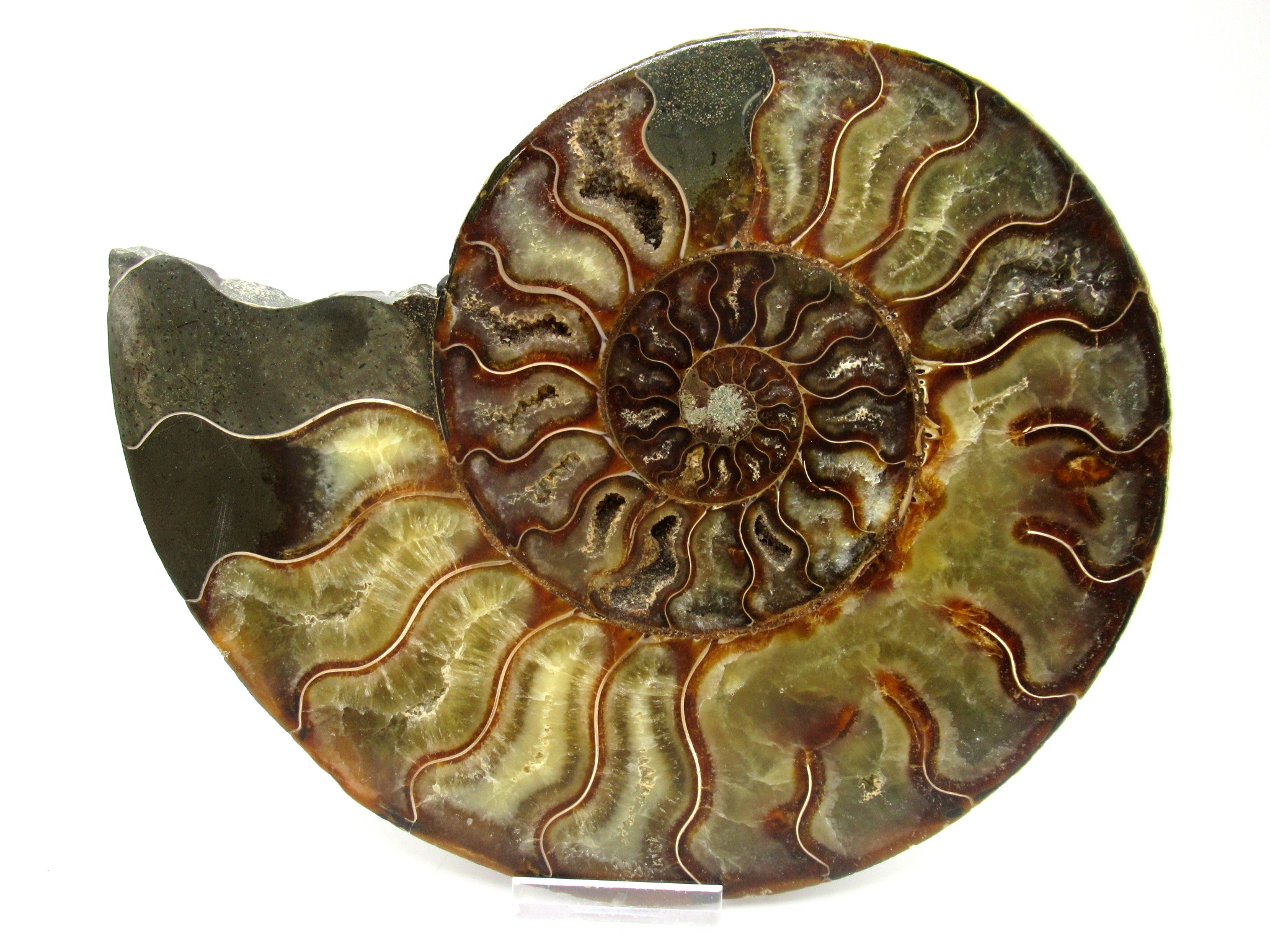 madagascar cretaceous ammonite pair 45b | Fossils for Sale