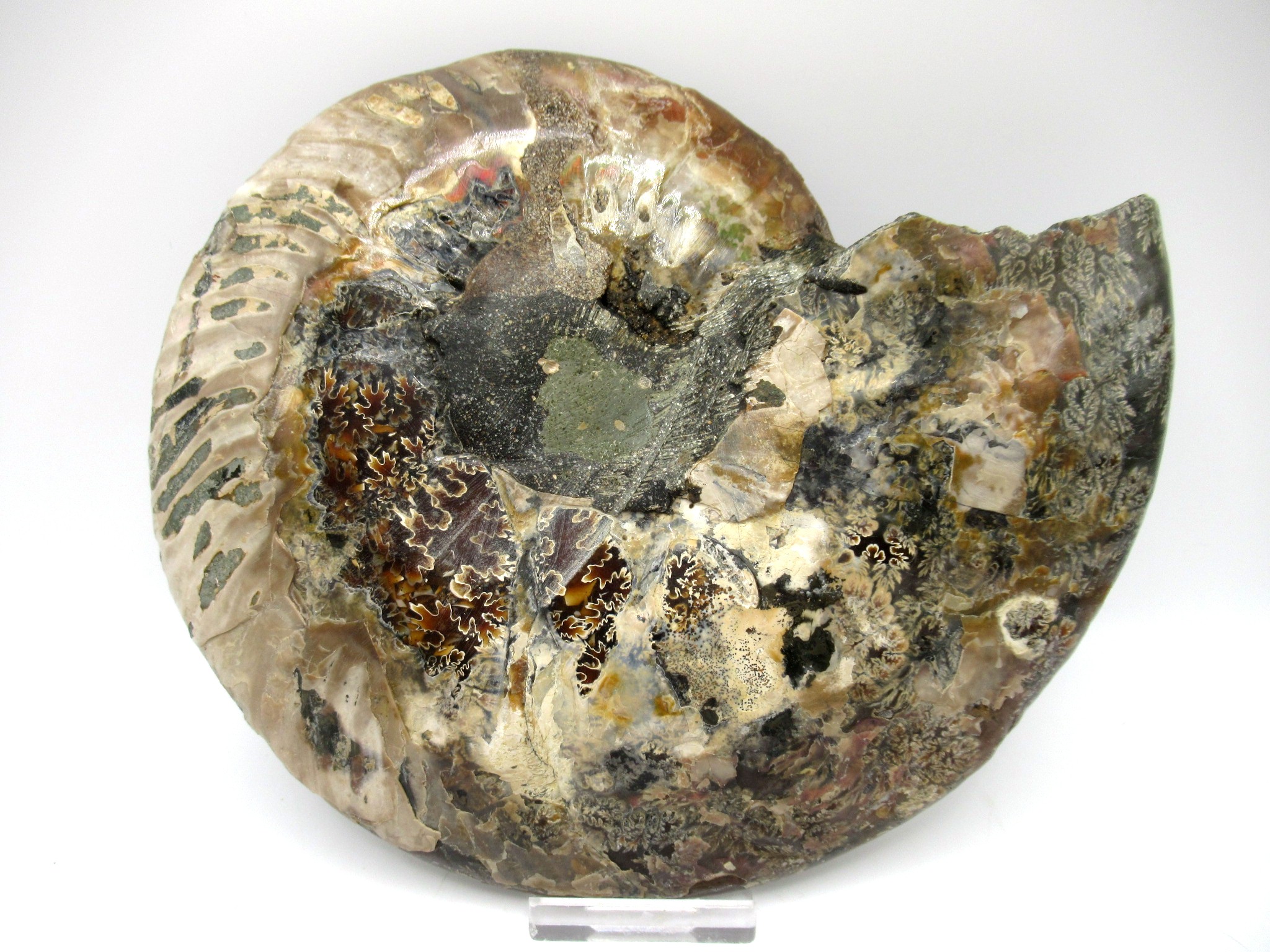 madagascar cretaceous ammonite pair 45c | Fossils for Sale
