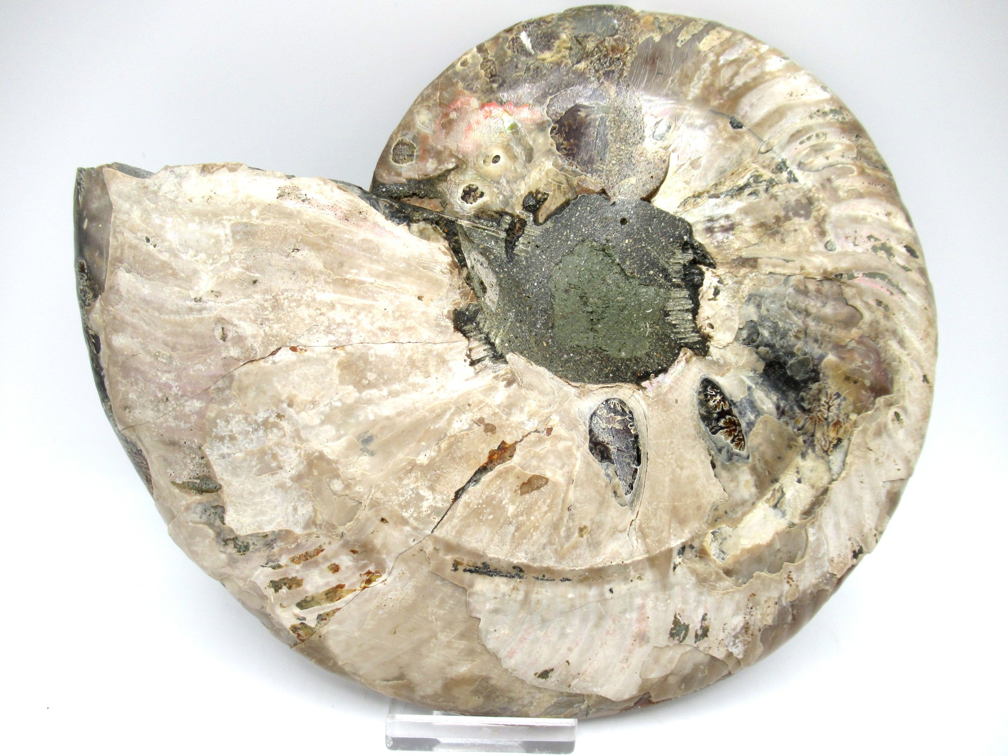 madagascar cretaceous ammonite pair 45d | Fossils for Sale