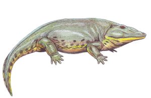 Eryops Amphibian