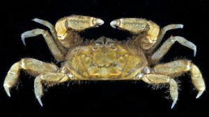 California Pinnixa Crab