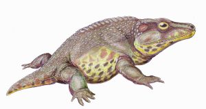 Cacops Amphibian