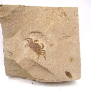 Genuine Miocene Age Pinnixa galliheri Crab Fossils for Sale from California #12