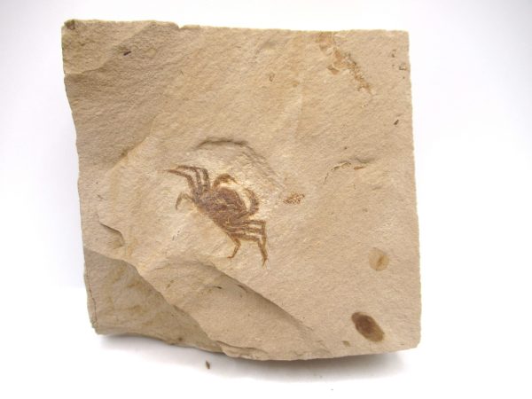 Genuine Miocene Age Pinnixa galliheri Crab Fossils for Sale from California #12