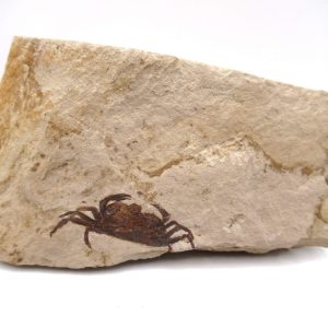 Genuine Miocene Age Pinnixa galliheri Crab Fossils for Sale from California #13