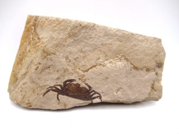 Genuine Miocene Age Pinnixa galliheri Crab Fossils for Sale from California #13