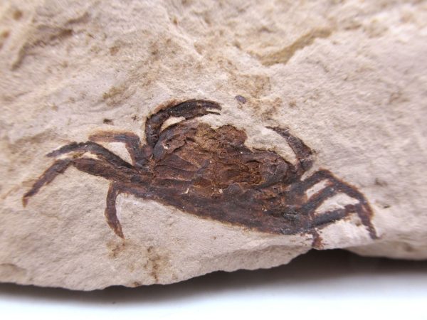 Genuine Miocene Age Pinnixa galliheri Crab Fossils for Sale from California #13a