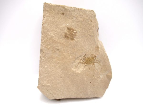 Genuine Miocene Age Pinnixa galliheri Crab Fossils for Sale from California #15