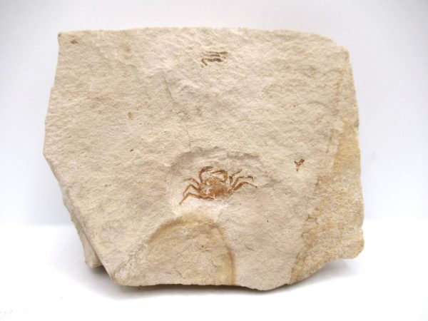 Genuine Miocene Age Pinnixa galliheri Crab Fossils for Sale from California #16