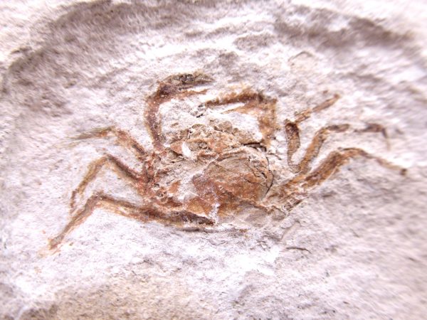 Genuine Miocene Age Pinnixa galliheri Crab Fossils for Sale from California #16a