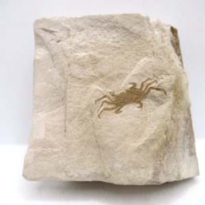 Genuine Miocene Age Pinnixa galliheri Crab Fossils for Sale from California #17