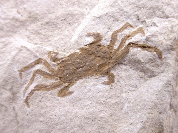 Genuine Miocene Age Pinnixa galliheri Crab Fossils for Sale from California #17a