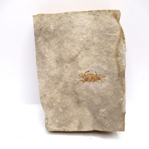 Genuine Miocene Age Pinnixa galliheri Crab Fossils for Sale from California #18