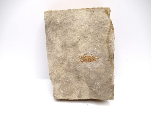 Genuine Miocene Age Pinnixa galliheri Crab Fossils for Sale from California #18