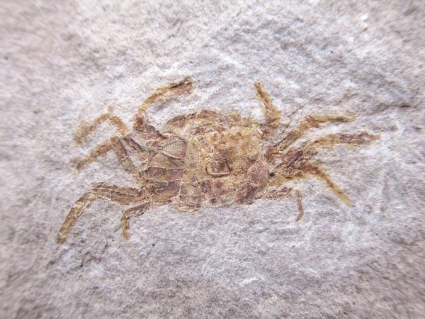 Genuine Miocene Age Pinnixa galliheri Crab Fossils for Sale from California #18a