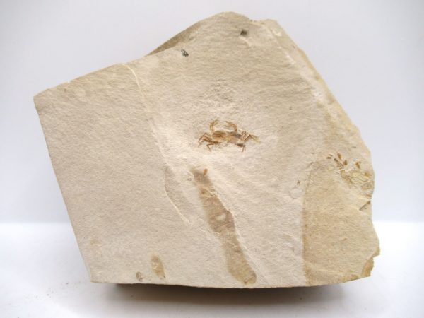 Genuine Miocene Age Pinnixa galliheri Crab Fossils for Sale from California #20