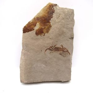 Genuine Miocene Age Pinnixa galliheri Crab Fossils for Sale from California #21