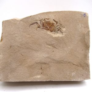 Genuine Miocene Age Pinnixa galliheri Crab Fossils for Sale from California #22