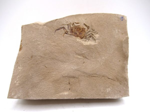 Genuine Miocene Age Pinnixa galliheri Crab Fossils for Sale from California #22