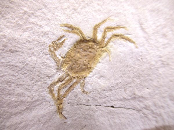 Genuine Miocene Age Pinnixa galliheri Crab Fossils for Sale from California #24a