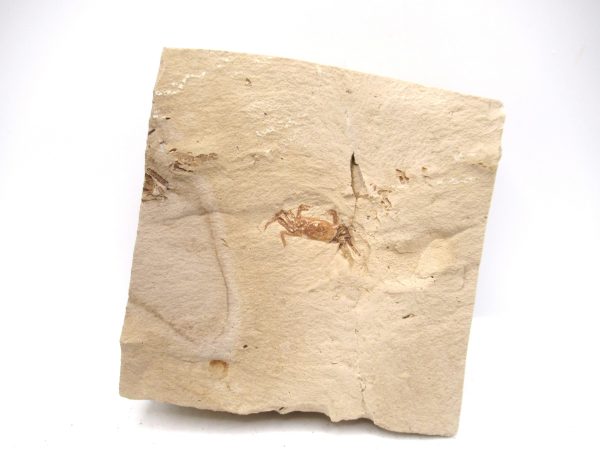 Genuine Miocene Age Pinnixa galliheri Crab Fossils for Sale from California #26