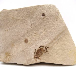 Genuine Miocene Age Pinnixa galliheri Crab Fossils for Sale from California #3