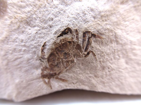 Genuine Miocene Age Pinnixa galliheri Crab Fossils for Sale from California #3a