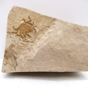 Genuine Miocene Age Pinnixa galliheri Crab Fossils for Sale from California #6