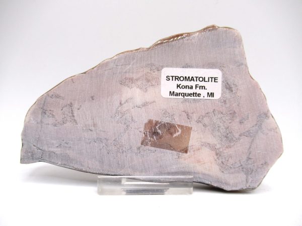 Genuine Precambrian Kona Dolomite Stromatolite Fossils for Sale from Michigan #2a