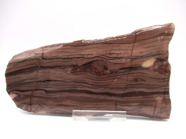 Genuine Precambrian Kona Dolomite Stromatolite Fossils for Sale from Michigan #6