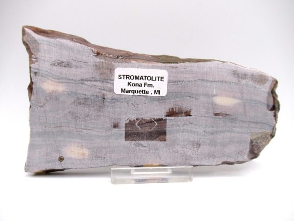 Genuine Precambrian Kona Dolomite Stromatolite Fossils for Sale from Michigan #6a