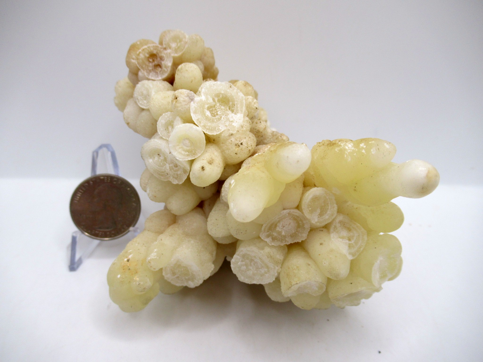 North Africa Calcite Specimen17b | Fossils for Sale Genuine Calcite Specimen for Sale from North Africa #17b