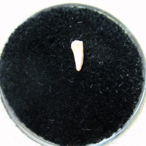 Genuine Permian Age Cacops Amphibian Tooth Fossils for Sale from Oklahoma #2