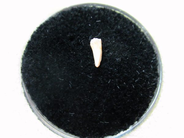 Genuine Permian Age Cacops Amphibian Tooth Fossils for Sale from Oklahoma #2