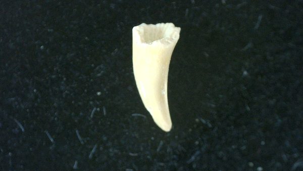 Genuine Permian Age Cacops Amphibian Tooth Fossils for Sale from Oklahoma #2a