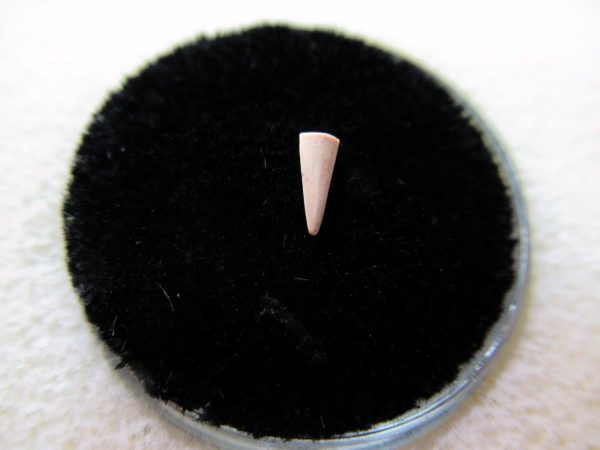 Genuine Permian Age Cacops Amphibian Tooth Fossils for Sale from Oklahoma #3