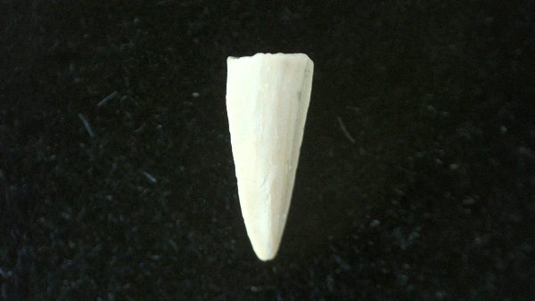 Genuine Permian Age Cacops Amphibian Tooth Fossils for Sale from Oklahoma #3a