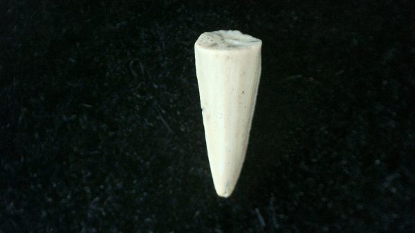 Genuine Permian Age Cacops Amphibian Tooth Fossils for Sale from Oklahoma #3b