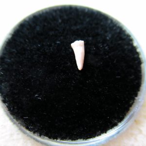 Genuine Permian Age Cacops Amphibian Tooth Fossils for Sale from Oklahoma #5