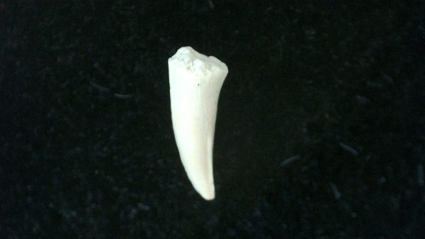 Genuine Permian Age Cacops Amphibian Tooth Fossils for Sale from Oklahoma #5a