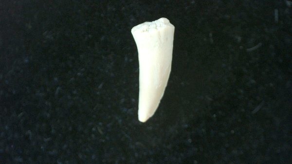 Genuine Permian Age Cacops Amphibian Tooth Fossils for Sale from Oklahoma #5b